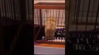 Cute Puppy lovely  Care #short #5024