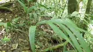 Chanta-Jatata (Geonoma orbignyana) y Palmito-Asa&iacute; yungue&ntilde;os (Euterpe longivaginata), La Paz-Bolivia