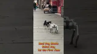 Real Dog&rsquo;s Reaction to Meeting a Robot Dog for the First Time 2