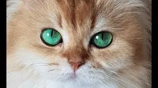 WHAT KIND OF CAT IS SMOOTHIE? - A Breed That Is Often Unwanted