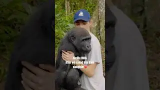 Gorilla HUGS AFTER BEING SAVED❤️🫶🦍🌍