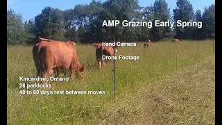 Moving cows with rotational AMP grazing + Drone footage
