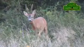 Roe buck 1 - Butolo 2014