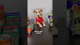 Clienta hace enojar al cajero #perritos #feliz #tiendita #humor