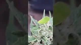 Leaf Bug Found My Weed Plant!  - Camouflage Fail