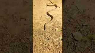 black mamba जंगल ka sabse jahrila saap sarp sart video youtube #snake