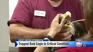Trapped bald eagle in critical condition