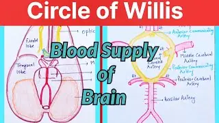 Circle of Willis in hindi ll Blood Supply of Brain ll stroke ll Neuroanatomy