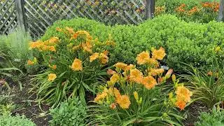 Orange Smoothie Daylily
