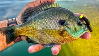 How to Catch GIANT Bluegill in the FALL with BFS from the BANK