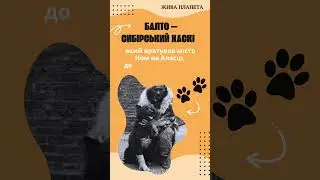 #Балто #DogsFacts #DogBreeds #FunnyDogs #CuteDogShorts #DogShortsCompilation #CutePuppyShorts