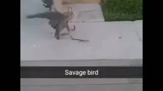 Savage bird