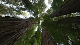 Soaring Above Redwood Giants: A Breathtaking Drone Journey