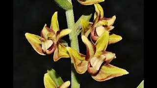 Epipactis veratrifolia Boiss. & Hohen. - Rare Orchid of Cyprus