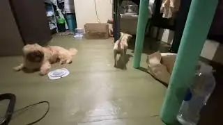 Dogs home with their human we dont need a clean home