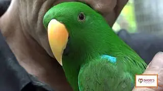 Parrot Sanctuary and Rescue #Zaksee
