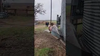 Dang, it was only a minute. #new #trending #viralvideo #cow #cattle #farming #farmer #news