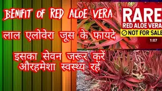 ALOE VERA JUICE KE FAYDE{SPCIALLY RED ALOE VERA}