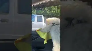 Barking at the tires
