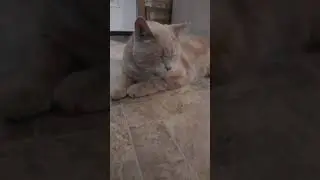 Sweet Cat Purring   🐈  #shorts