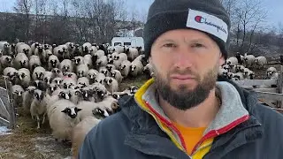VIAȚA LA STÂNĂ PE TIMPUL IERNII A TÂNĂRULUI SIMONEL DRAGOMIR CARE DE UNUL SINGUR ÎNGRIJEȘTE 400 OI