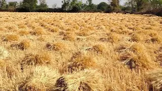 Gehun Kat diye #dailyvlog #villagerlifestyle #farming #viralvideo #vlog #villagelife#funny #minivlog