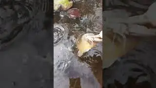 Watch and see if this grasshopper is too big for my pond fish to eat