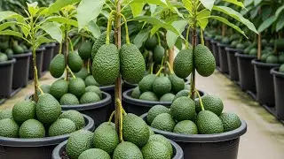 Crazy Skills growing Avocado from Avocado tree | How to grow a Avocado tree
