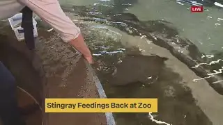 Stingray feedings return to KC Zoo