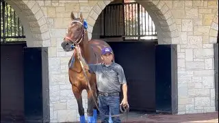Flightline, Jackie's Warrior, and more: Breeders' Cup Paddock Schooling