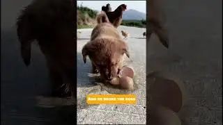 This Rabbit Steals Eggs and Gets Caught! (You won't believe what happens next)  #funny #cutedog #dog