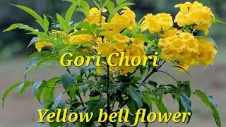 Tecoma Yellow Bells flower cutting || Gorichori plant #shorts #youtubeshorts