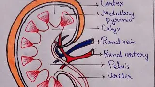Kidney Structure and Function for NEET | Kidney Structure and Anatomy Explained