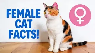 12 Fascinating Facts About Female Cats (#12 is Beautiful)