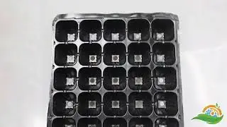 98 Cavity plant growing tray