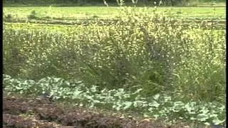Farmscaping