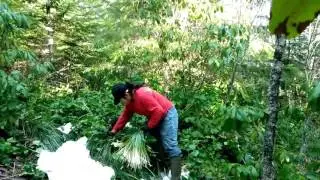 Picking beargrass