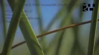 American Beach Grass Ammophila breviligulata Sand Dunes Stock HD Video Footage 1