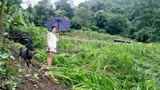 Nora&rsquo;s Corn Garden Damaged by Autumn Storm &ndash; Off-Grid Life in the Mountains
