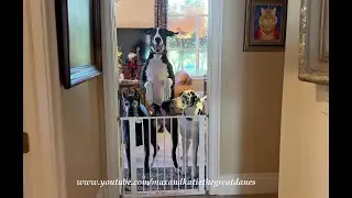 Excited Bouncing Great Danes Can't Wait To Meet & Greet Their Michigan Friends