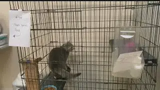 Local animal charity struggling to maintain services