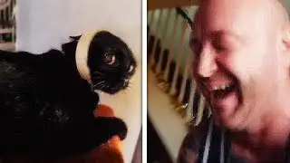 CAT GETS HEAD STUCK IN TAPE | Funny Cat Video That Will Make You Laugh