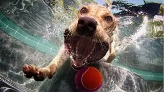 Underwater Dogs (Set Casteel) &laquo;Подводные собаки&raquo;