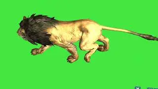 lion walking over view 3d animation green screen background for video editing copyright free