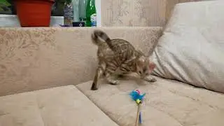 Мустафа