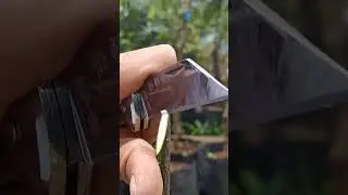 whip and tongue grafting method #graftingtechniques #mangografting #satisfying #shorts