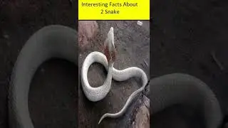 King Cobra VS Inland Taipan | Amazing Facts About Snake #facts  #amazingfacts #shortvideos #viral