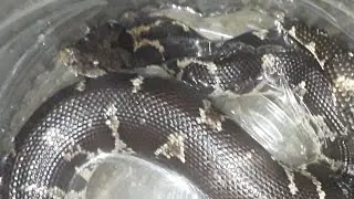 @gregjackson8353 INDIAN COMMAN BOA (मांडुल) RELEASED IN NATURE BY MY BRO.. SUJIT🐍😊👍