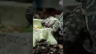 How to Raise and Care for Turtles Properly  #health #geography #history  #nature #pets