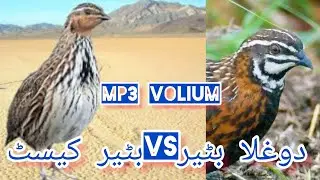 Dhola batiar volium/Rain quail/ batair ki voice/ Harlequin Quail/Latest common quail/دوغلا بٹیر کیسٹ
